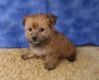 ID:15, a female Morkie for sale in Tama, IA – 2 of 3