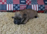 ID:008, a female Morkie for sale in Tama, IA – 3 of 3