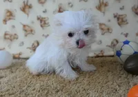 ID:007, a female Maltese for sale in Tama, IA – 3 of 3