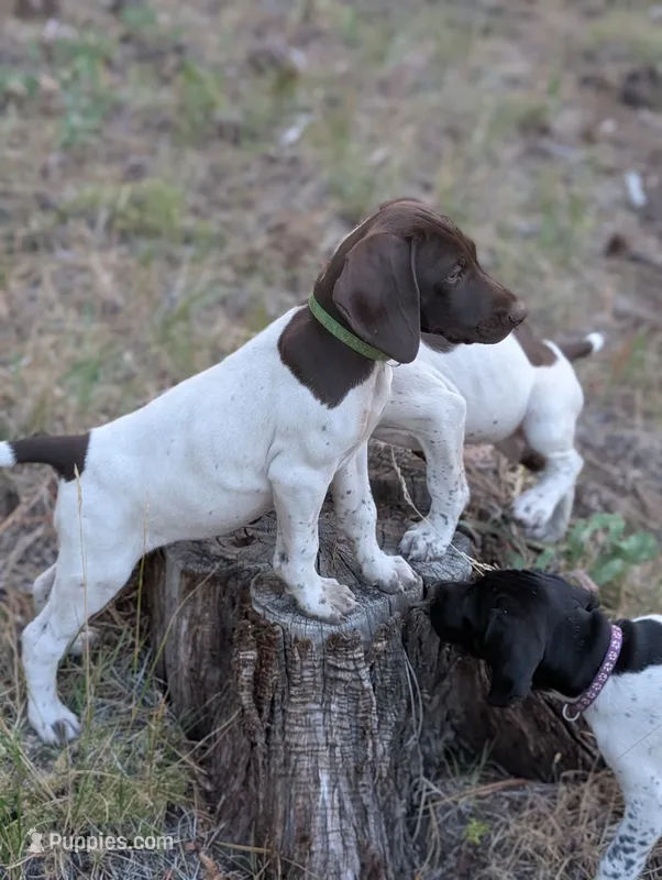 GSP female 2 – German Shorthaired Pointer puppy for sale in Bonanza, OR