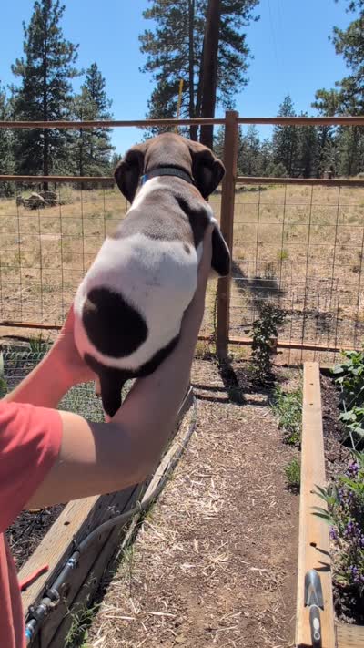 GSP female 1, a female German Shorthaired Pointer for sale in Bonanza, OR – 2 of 2