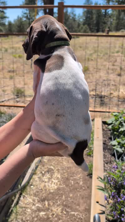 GSP female 2, a female German Shorthaired Pointer for sale in Bonanza, OR – 2 of 2