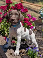 GSP female 1, a female German Shorthaired Pointer for sale in Bonanza, OR – 1 of 2