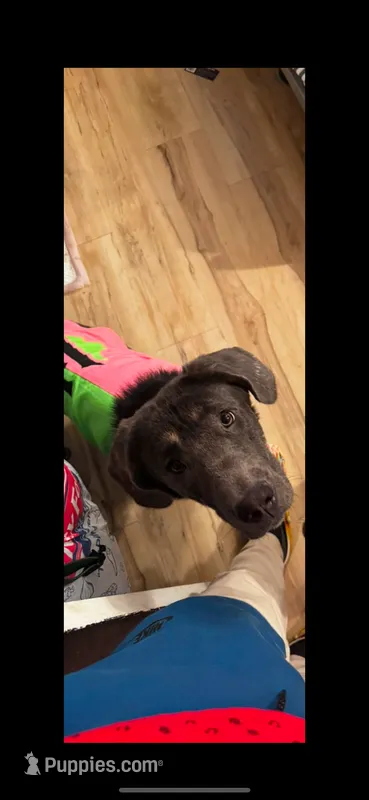 Nova  – German Shepherd Dog, Cane Corso puppy for sale in Brooklyn, NY