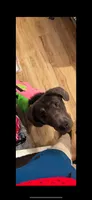 Nova , a female German Shepherd Dog and Cane Corso for sale in Brooklyn, NY – 1 of 1