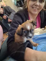 None, a male Havanese for sale in Tacoma, WA – 2 of 3