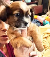 None, a male Havanese for sale in Tacoma, WA – 1 of 3