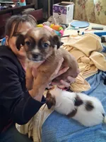 None, a male Havanese for sale in Tacoma, WA – 3 of 3
