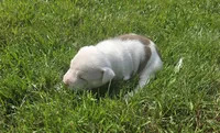 NIA, a female American Bully for sale in Worthington, PA – 8 of 9