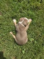 Peanut, a female American Bully for sale in Worthington, PA – 2 of 10