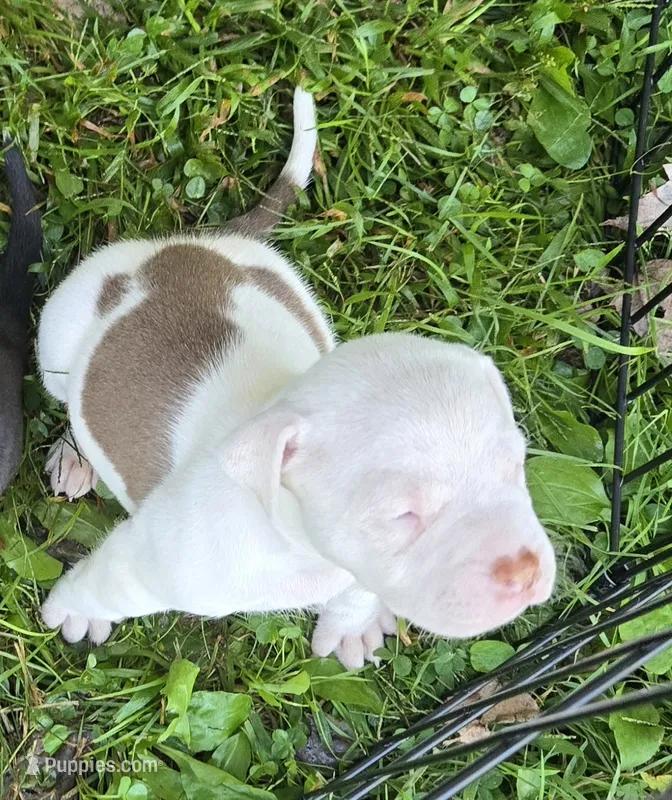 NIA – American Bully puppy for sale in Worthington, PA