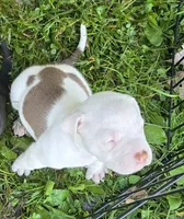 NIA, a female American Bully for sale in Worthington, PA – 1 of 9