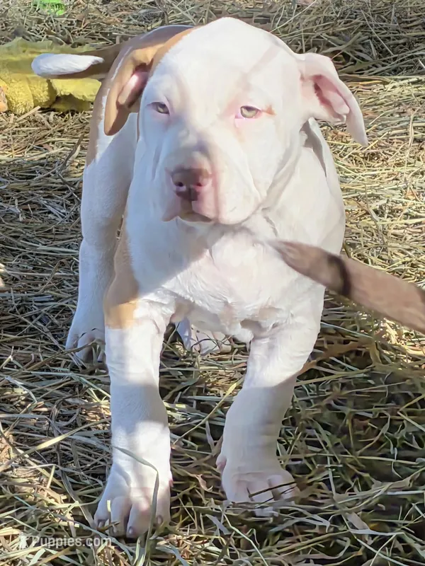 Athena – American Bully puppy for sale in Worthington, PA