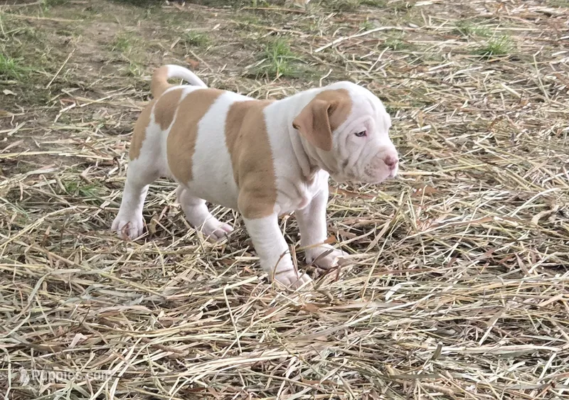 Athena – American Bully puppy for sale in Worthington, PA
