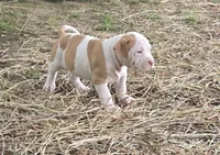 Athena, a female American Bully for sale in Worthington, PA – 6 of 9
