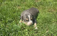 Gizmo, a male American Bully for sale in Worthington, PA – 3 of 9