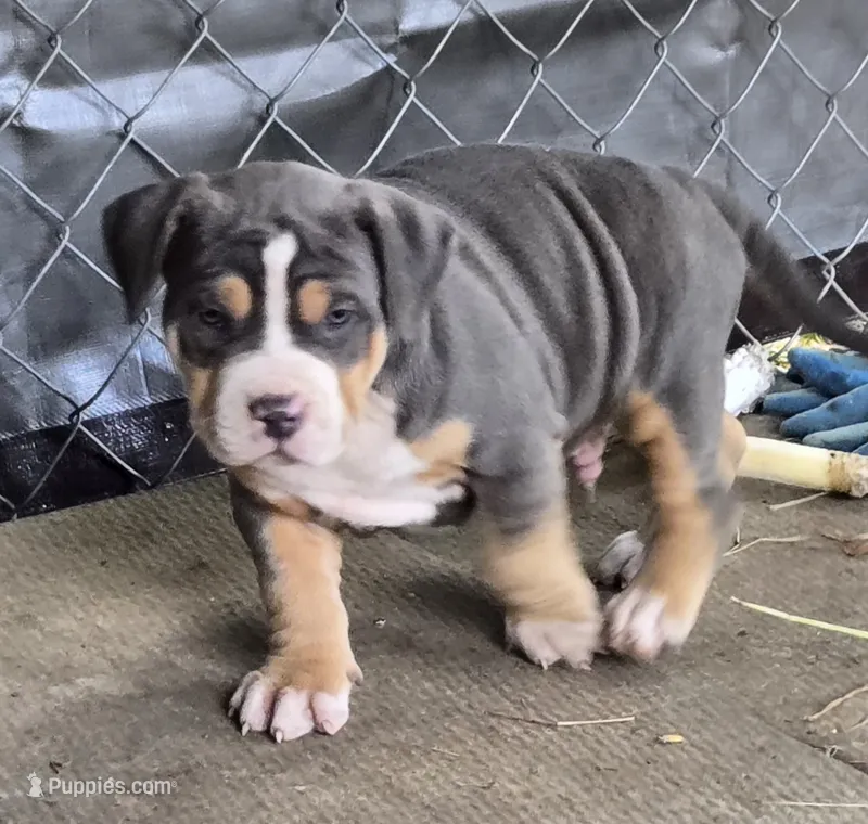 Gizmo – American Bully puppy for sale in Worthington, PA