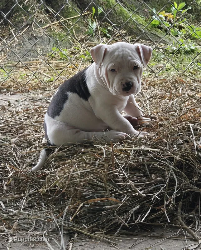 Hera  – American Bully puppy for sale in Worthington, PA