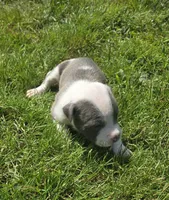 Helios, a male American Bully for sale in Worthington, PA – 2 of 7