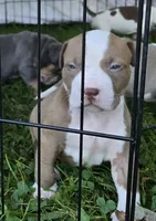 Hades, a male American Bully for sale in Worthington, PA – 2 of 7