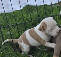 Athena, a female American Bully for sale in Worthington, PA – 3 of 8