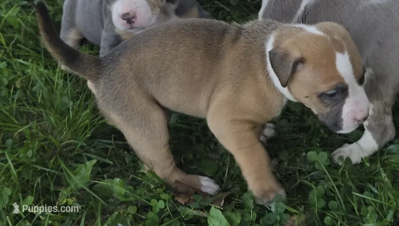 Brutus – American Bully puppy for sale in Worthington, PA