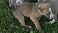 Brutus, a male American Bully for sale in Worthington, PA – 1 of 4