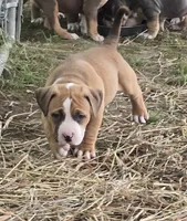 Brutus, a male American Bully for sale in Worthington, PA – 7 of 9