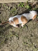 Athena, a female American Bully for sale in Worthington, PA – 5 of 8