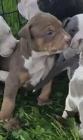 Cronus, a male American Bully for sale in Worthington, PA – 3 of 5