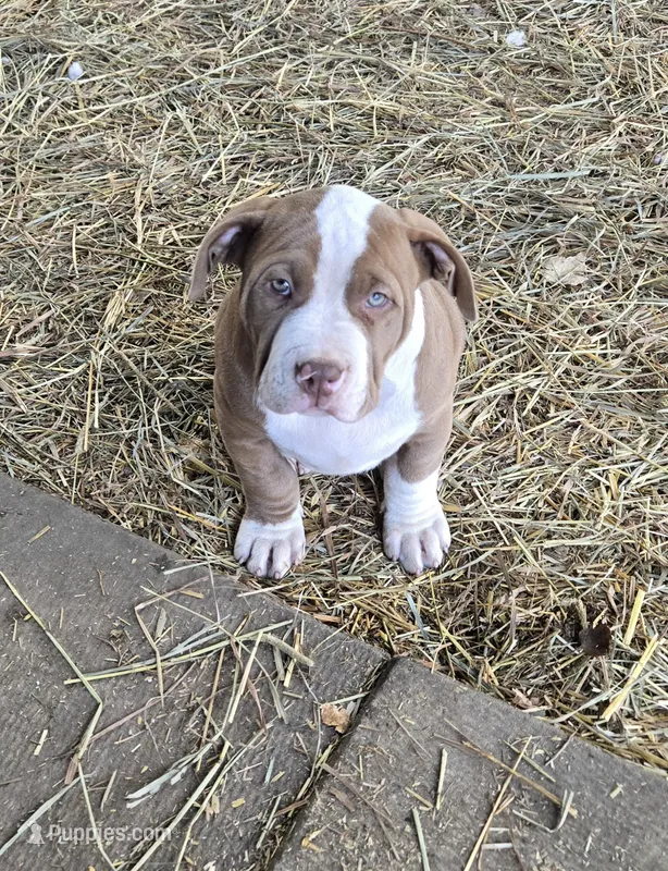 Hades – American Bully puppy for sale in Worthington, PA