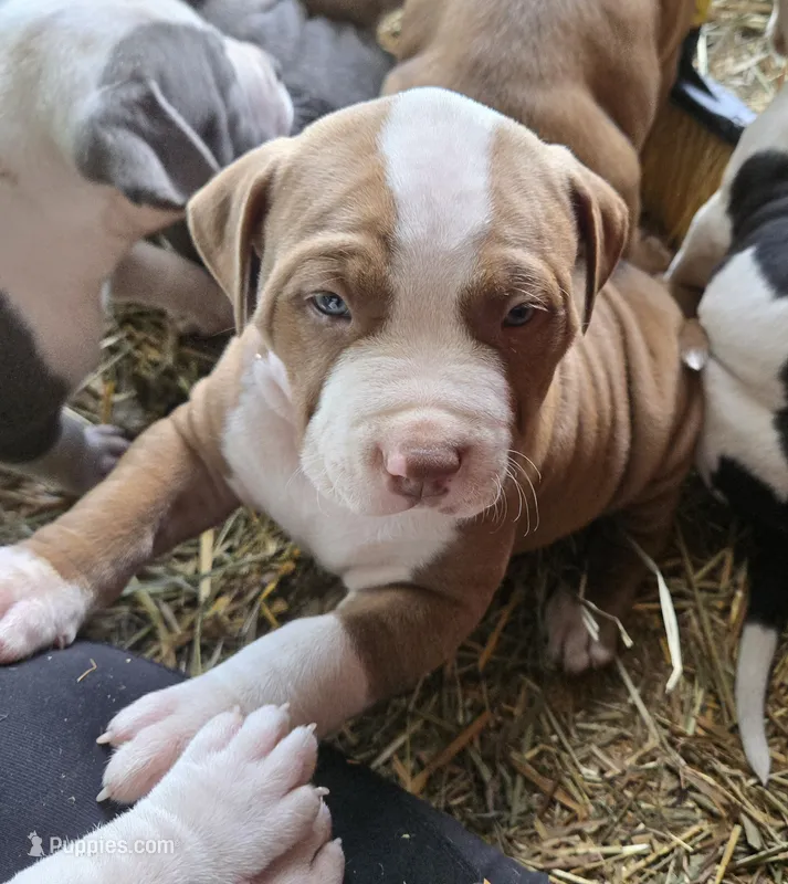 Hades – American Bully puppy for sale in Worthington, PA