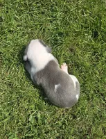 Helios, a male American Bully for sale in Worthington, PA – 3 of 7