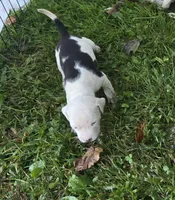 Hera , a female American Bully for sale in Worthington, PA – 2 of 7