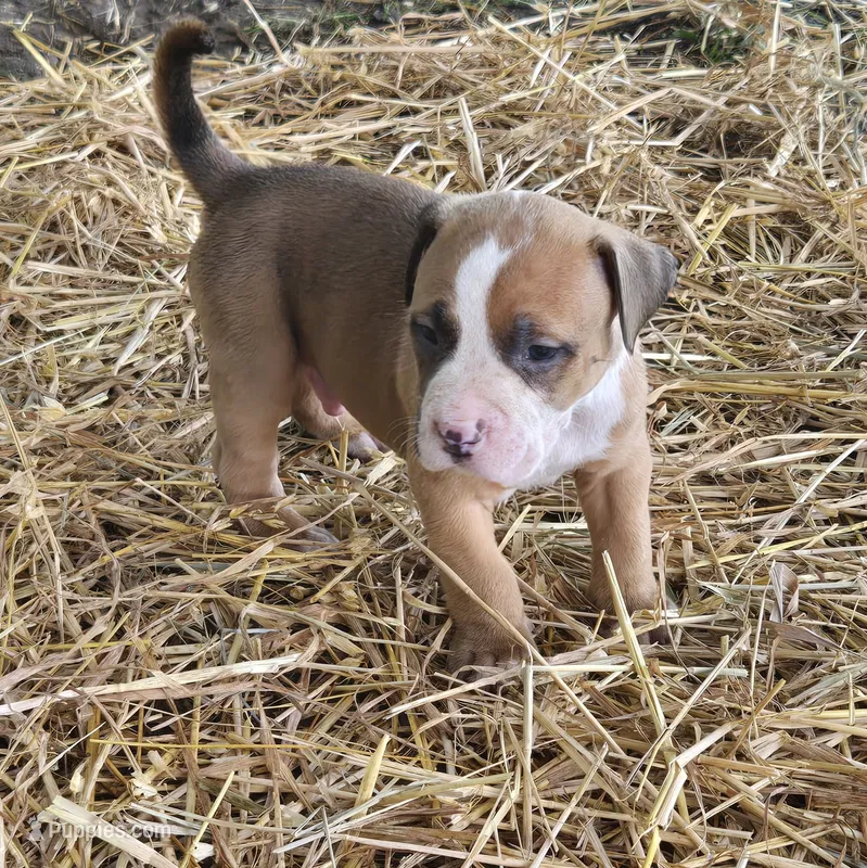 Brutus – American Bully puppy for sale in Worthington, PA