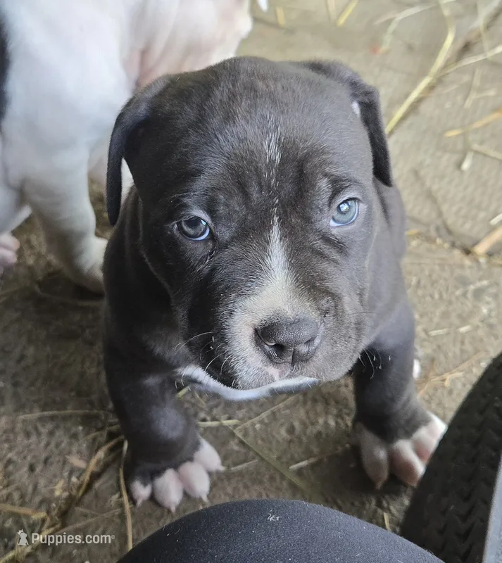 Bear – American Bully puppy for sale in Worthington, PA