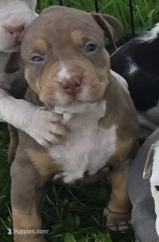 Cronus – American Bully puppy for sale in Worthington, PA