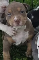 Cronus, a male American Bully for sale in Worthington, PA – 1 of 5
