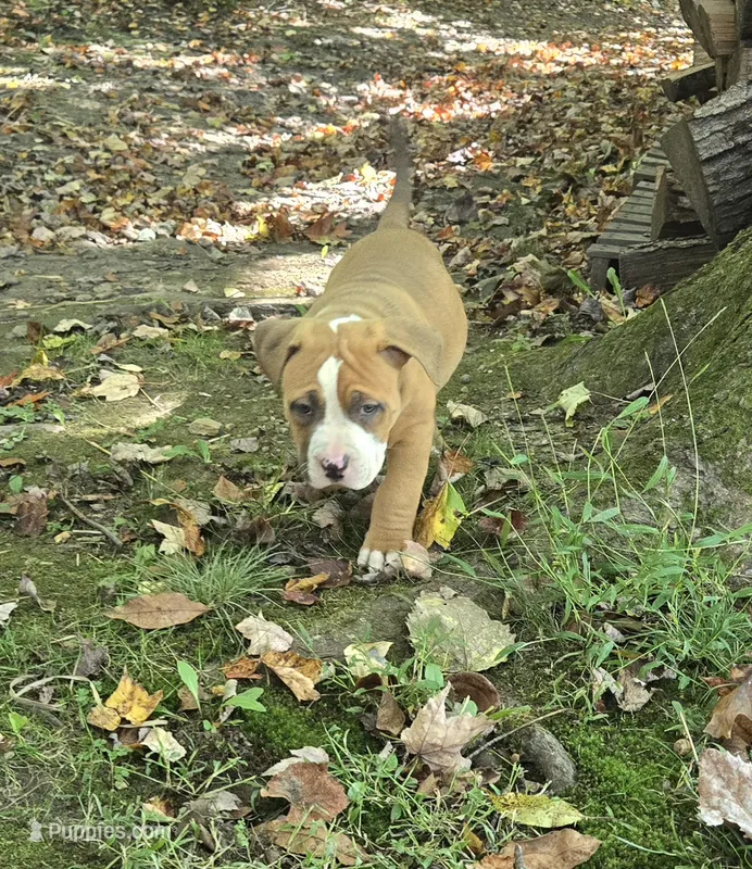 Brutus – American Bully puppy for sale in Worthington, PA