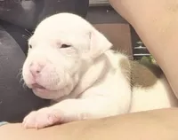 NIA, a female American Bully for sale in Worthington, PA – 4 of 9