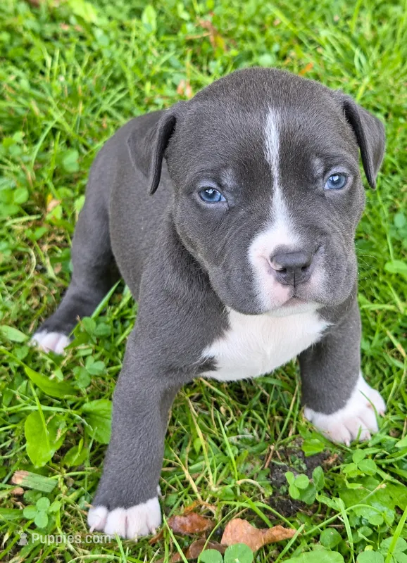 Bear – American Bully puppy for sale in Worthington, PA