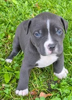 Bear, a male American Bully for sale in Worthington, PA – 1 of 4