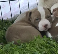 Hades, a male American Bully for sale in Worthington, PA – 4 of 7