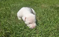 NIA, a female American Bully for sale in Worthington, PA – 9 of 9