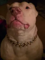 Shelby, a female American Bully for sale in Worthington, PA – 8 of 10