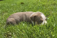 Peanut, a female American Bully for sale in Worthington, PA – 4 of 10