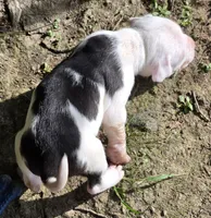 Hera , a female American Bully for sale in Worthington, PA – 5 of 7