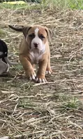 Brutus, a male American Bully for sale in Worthington, PA – 6 of 9