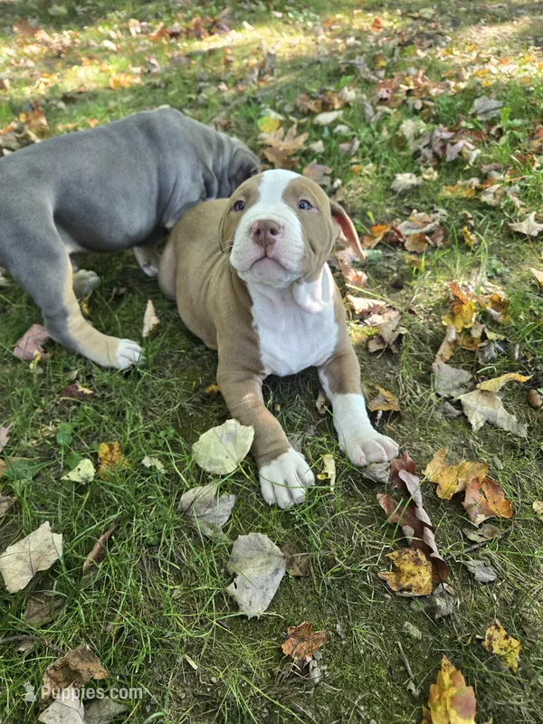 Hades – American Bully puppy for sale in Worthington, PA