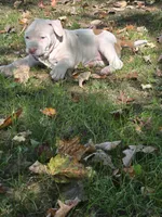 Athena, a female American Bully for sale in Worthington, PA – 5 of 9